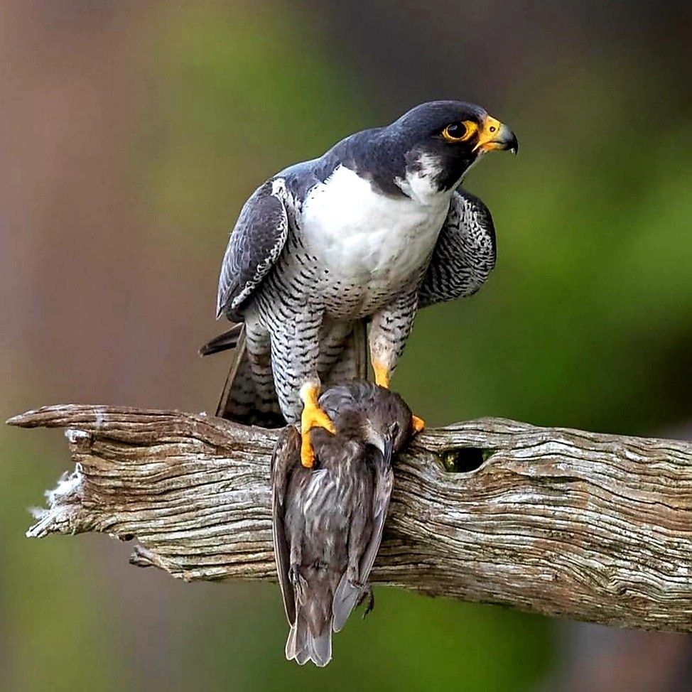 Peregrine Falcon
